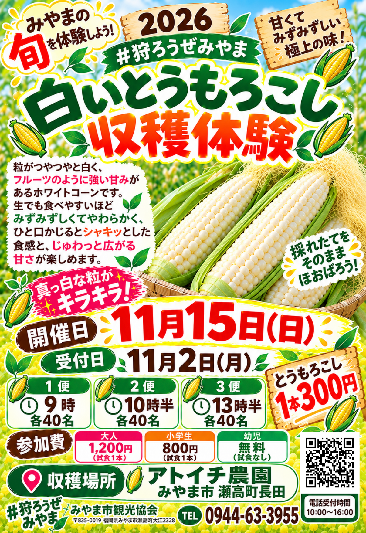 とうもろこし狩り